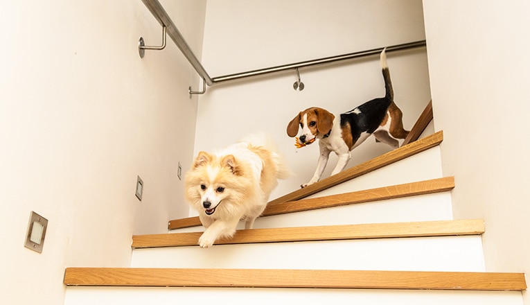 beloning influenza paddestoel Heeft u een traplift voor uw hond nodig? – Otolift Trapliften